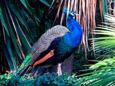 Riikinkukko Barcelonan
                eläintarhassa