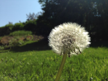 Voikukka Katri Valan
                puistossa